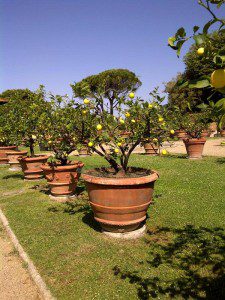 Lemon trees 