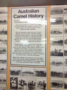 Camel info